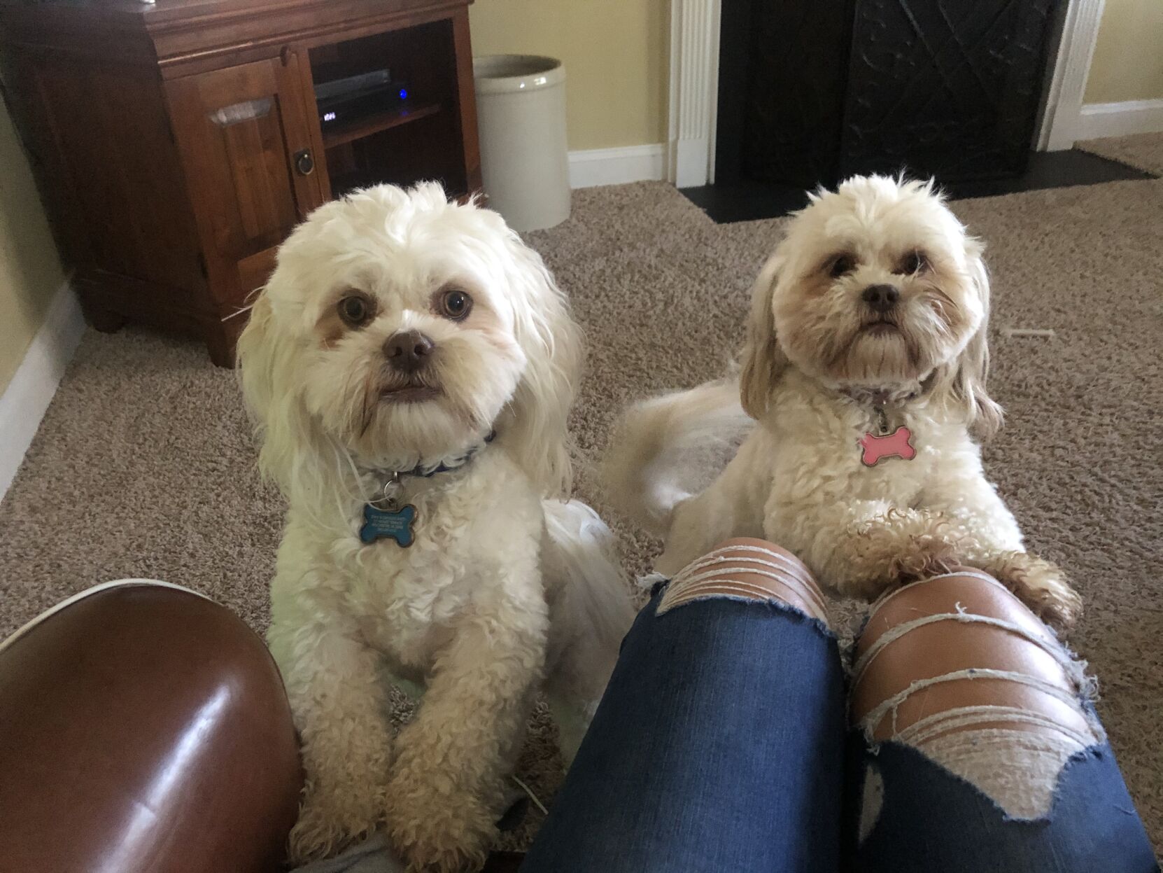 Pet of the Day: Rocky and Rosie